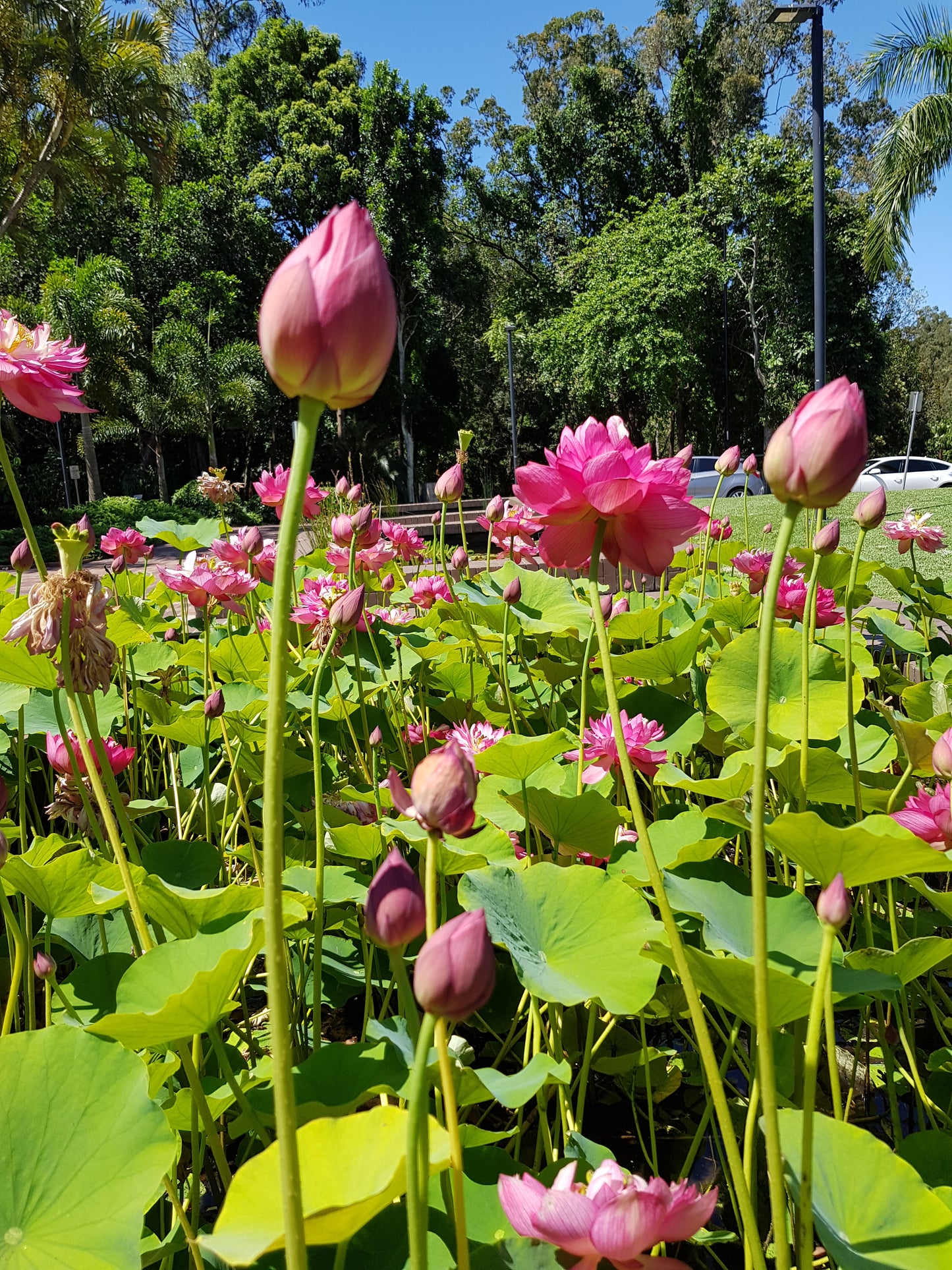 Australia Botanic Artist Painting T shirts (Pink, Medium)