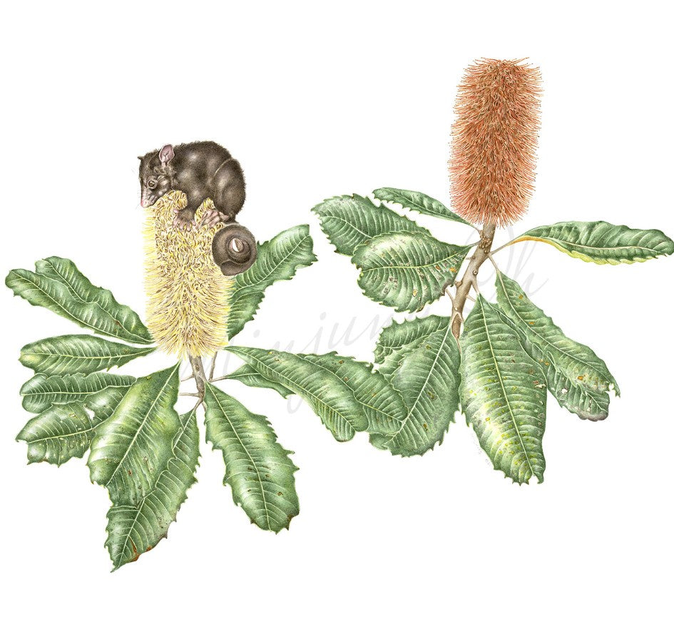 Australia Botanic Art T shirts "Banksia Robur & Queensland Possum" T shirts (white, Medium)