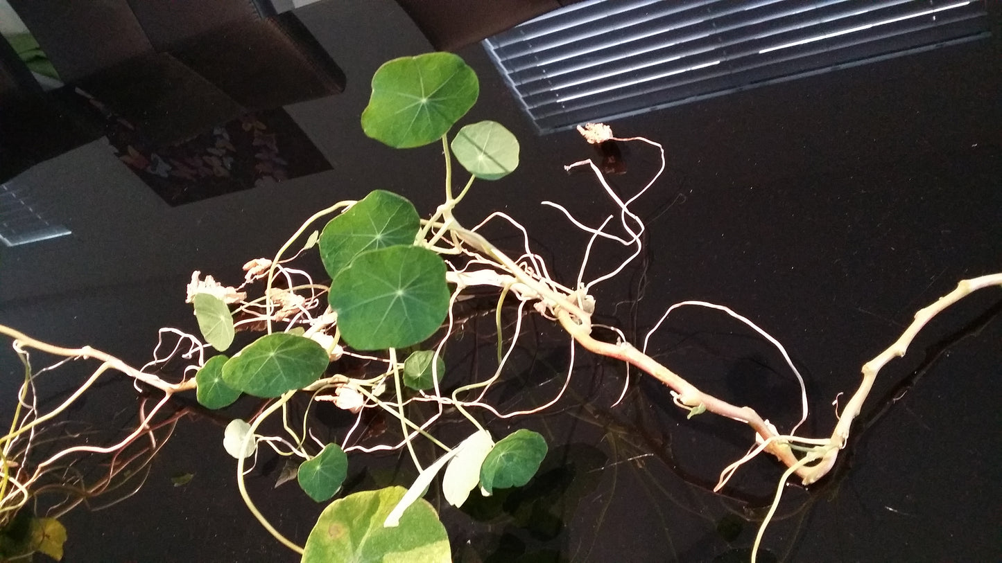 [Minjung Oh] Nasturium Poster A3