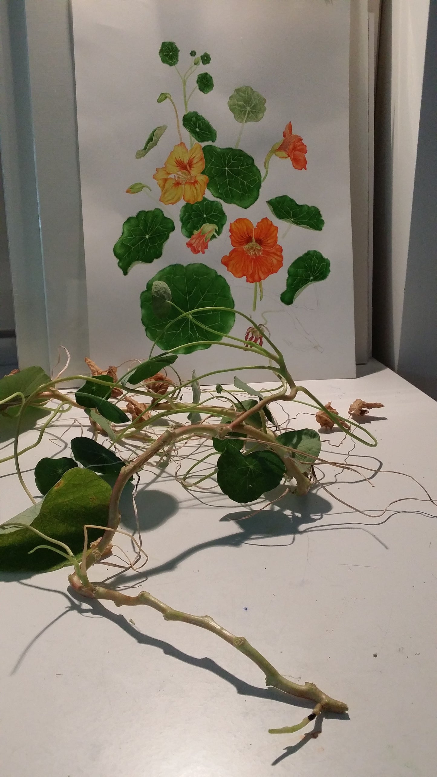 [Minjung Oh] Nasturium Poster A3