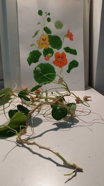 [Minjung Oh] Nasturium Poster A3