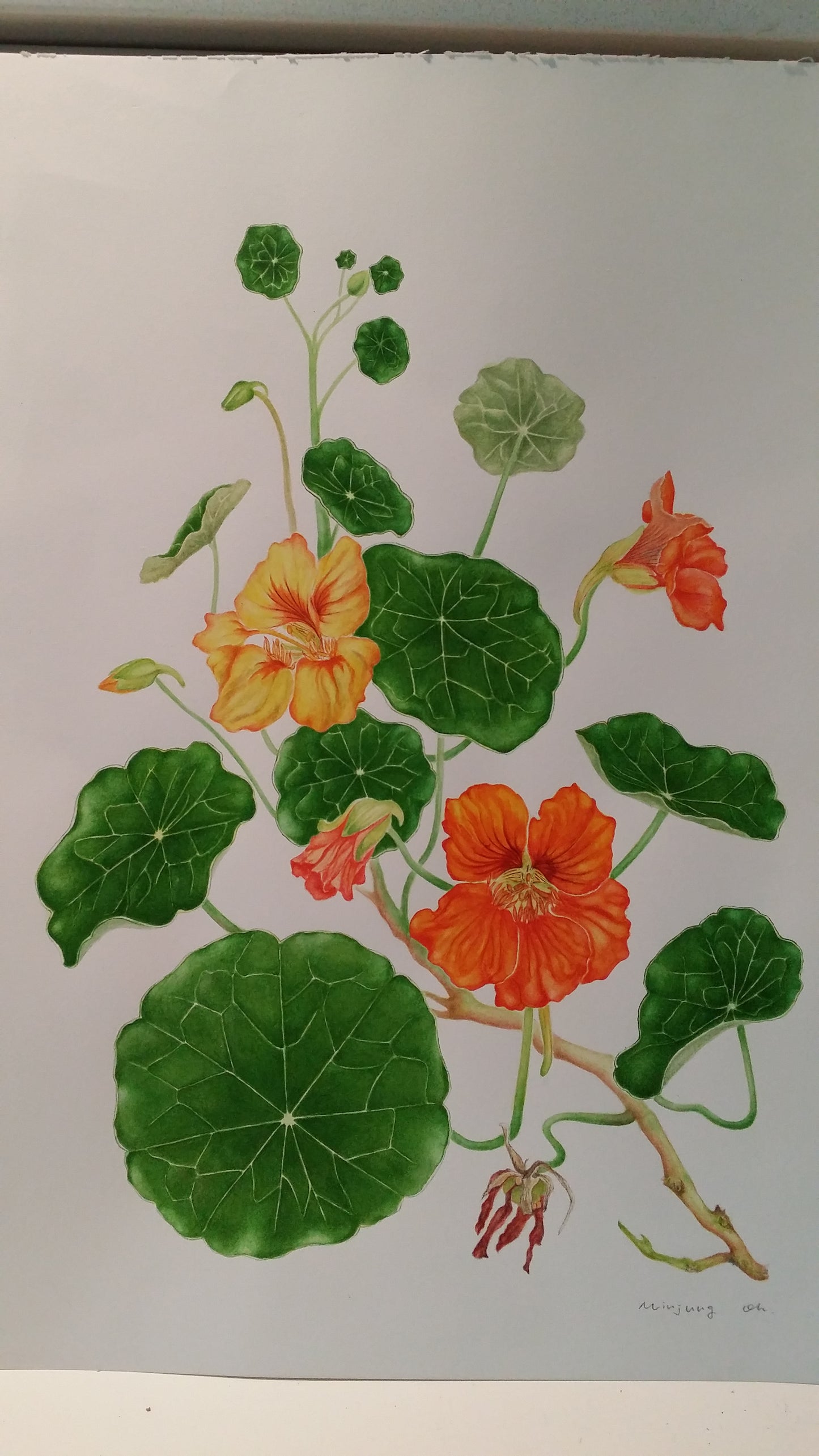[Minjung Oh] Nasturium Poster A3
