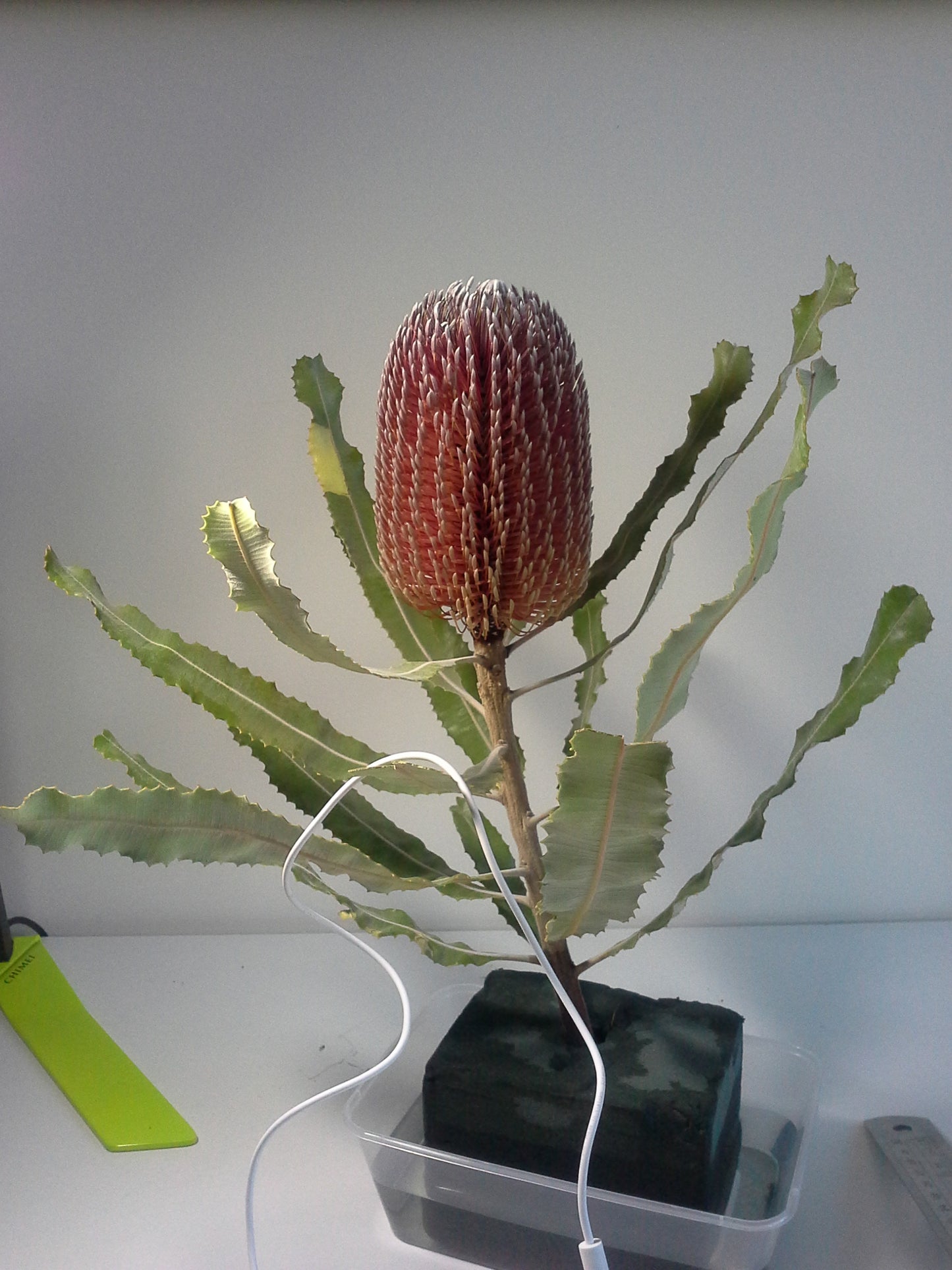 [Minjung Oh] "Banksia Menziesii"  Original Botanic Artworks & Art Frame