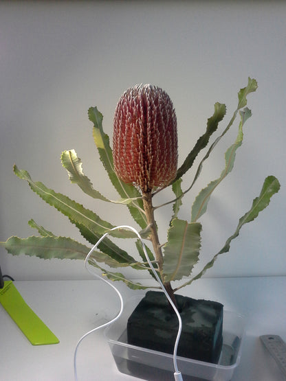 [Minjung Oh] "Banksia Menziesii"  Original Botanic Artworks & Art Frame