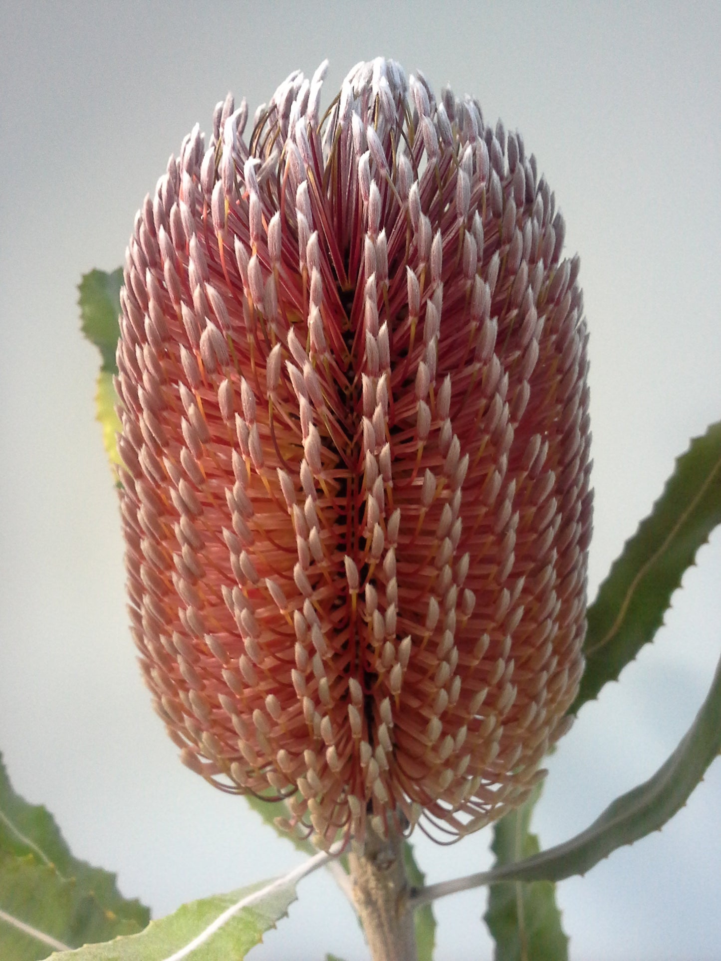 [Minjung Oh] "Banksia Menziesii"  Original Botanic Artworks & Art Frame