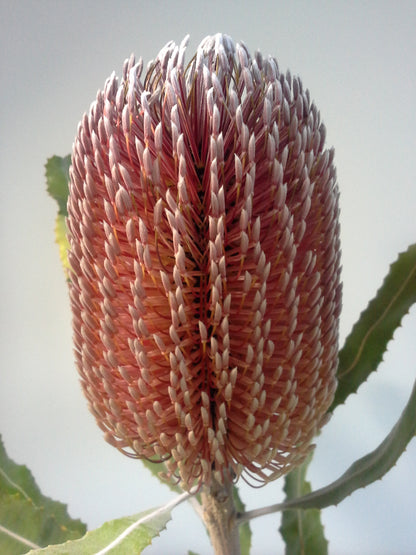 [Minjung Oh] "Banksia Menziesii"  Original Botanic Artworks & Art Frame