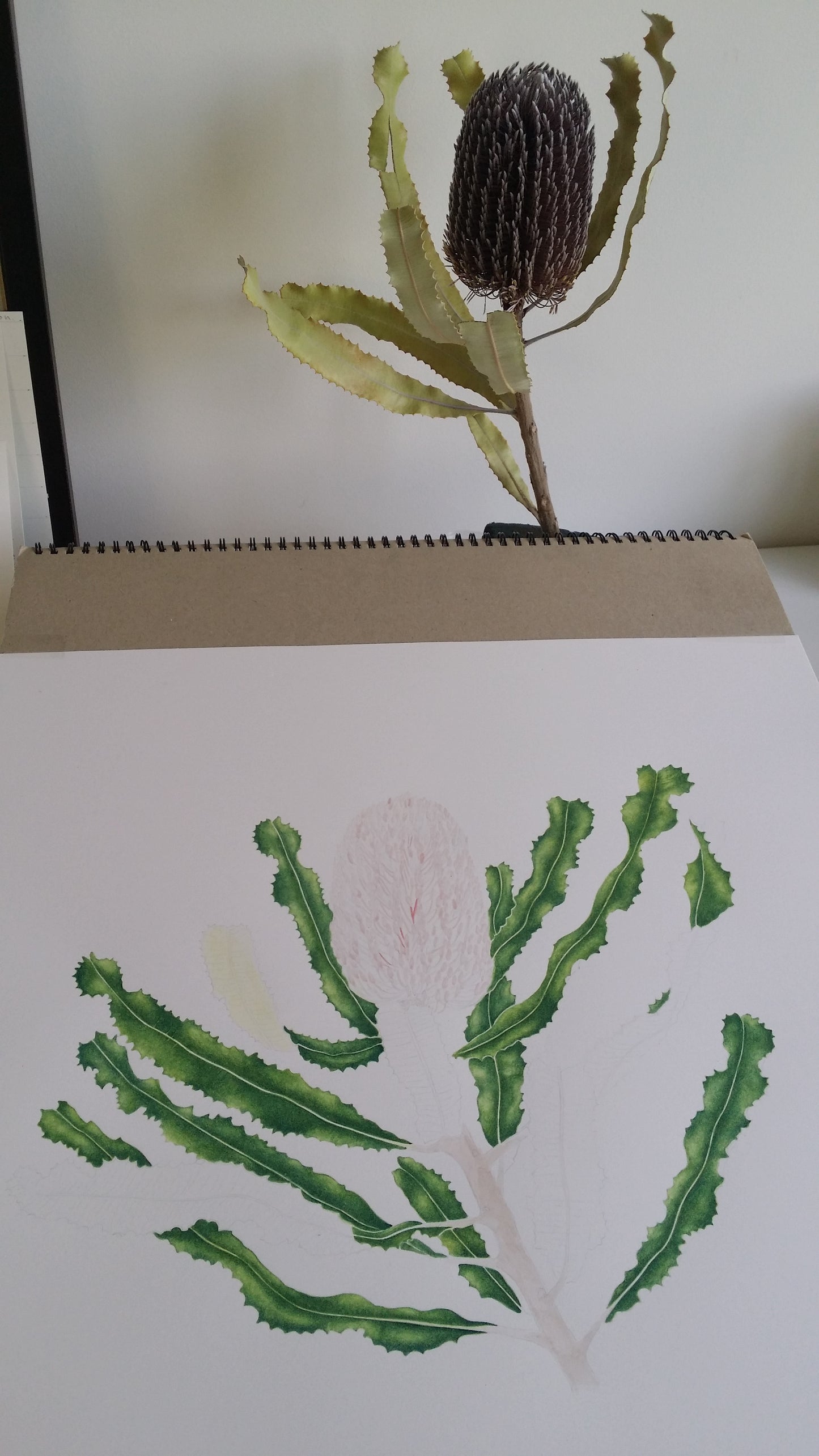 [Minjung Oh] "Banksia Menziesii"  Original Botanic Artworks & Art Frame