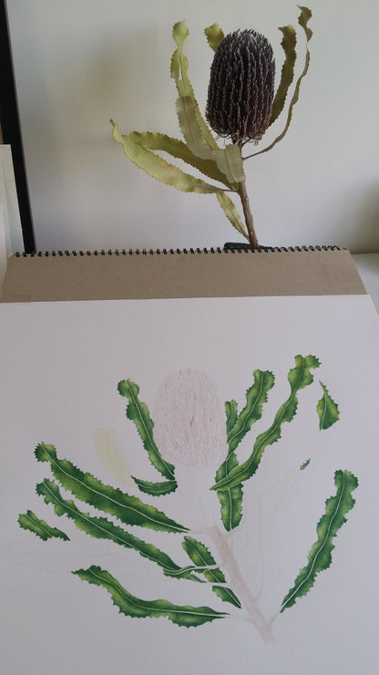 [Minjung Oh] "Banksia Menziesii"  Original Botanic Artworks & Art Frame