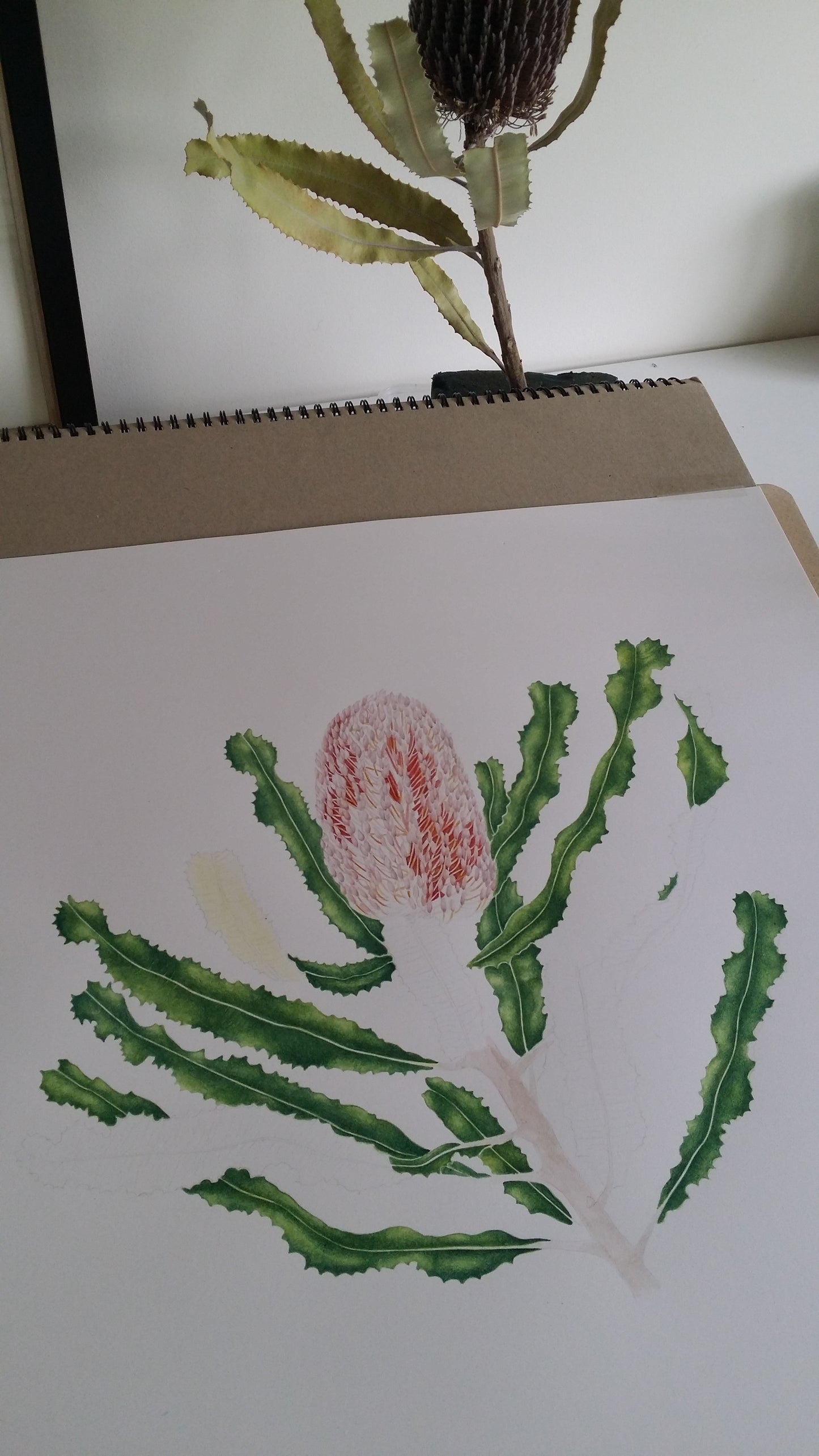 [Minjung Oh] "Banksia Menziesii"  Original Botanic Artworks & Art Frame