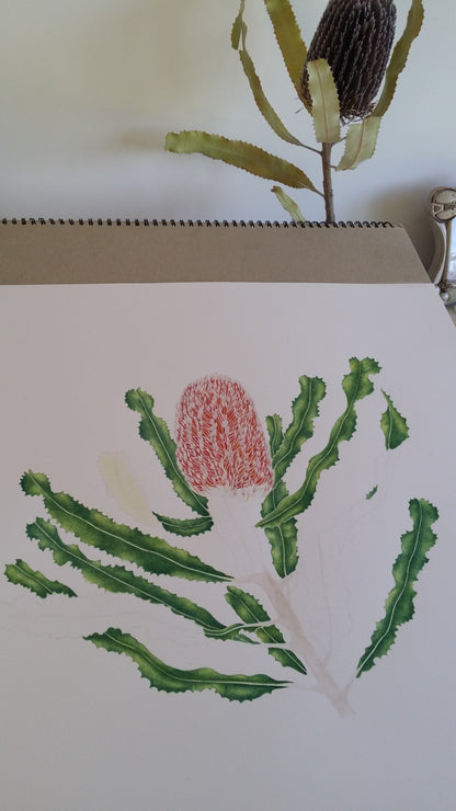 [Minjung Oh] "Banksia Menziesii"  Original Botanic Artworks & Art Frame