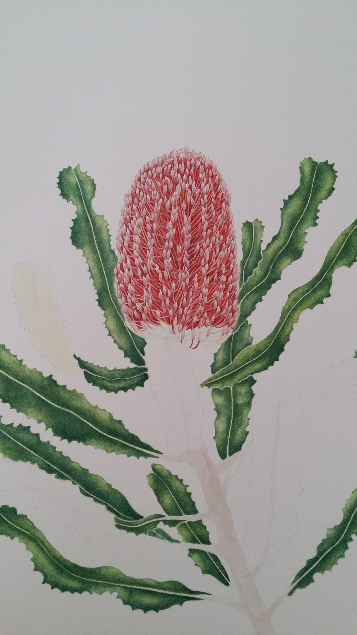 [Minjung Oh] Bookmark – Banksia Menziesii