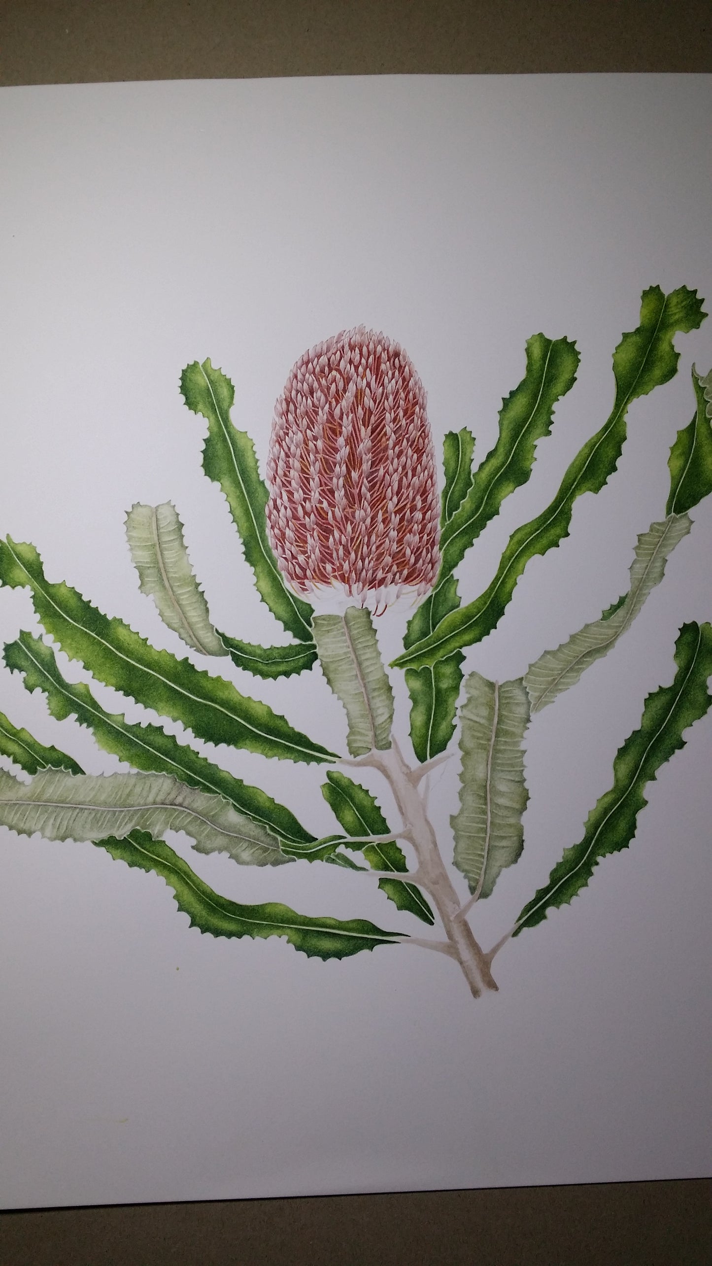 [Minjung Oh] Bookmark – Banksia Menziesii