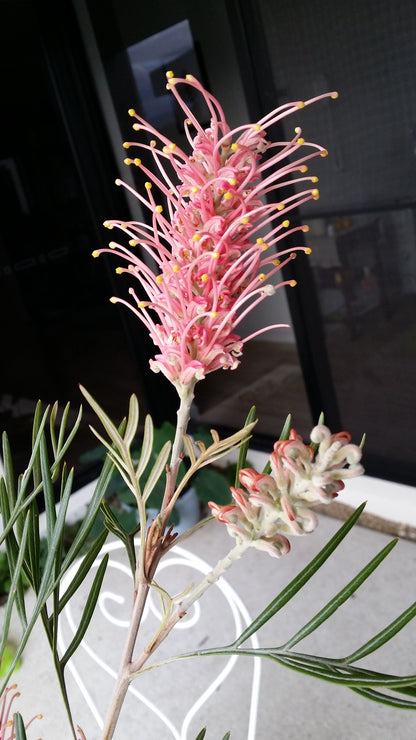 [Minjung Oh] " Grevillea Honeybird Pink" Original Painting and  Art Frame