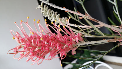 [Minjung Oh] " Grevillea Honeybird Pink" Original Painting and  Art Frame