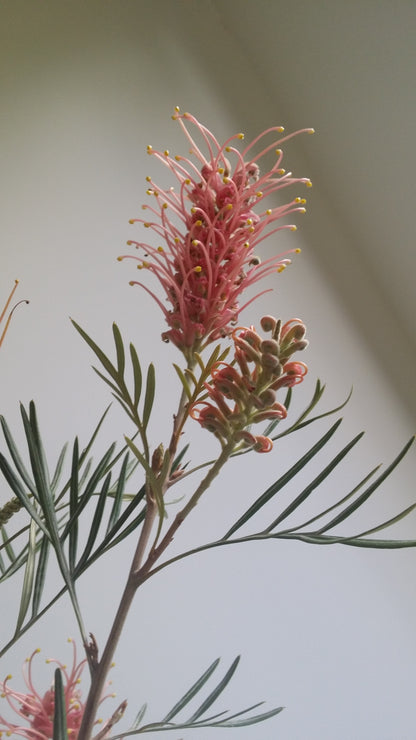 [Minjung Oh] Grevillea Honeybird Pink Poster A4 copy print