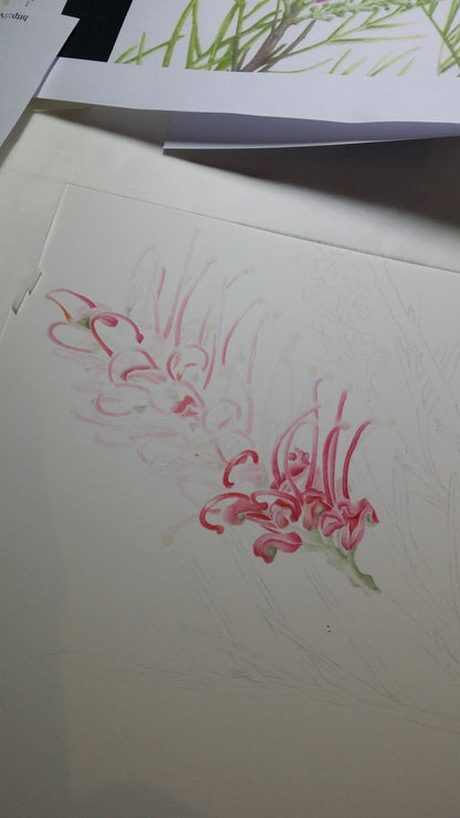 [Minjung Oh] Grevillea Honeybird Pink Poster A4 copy print