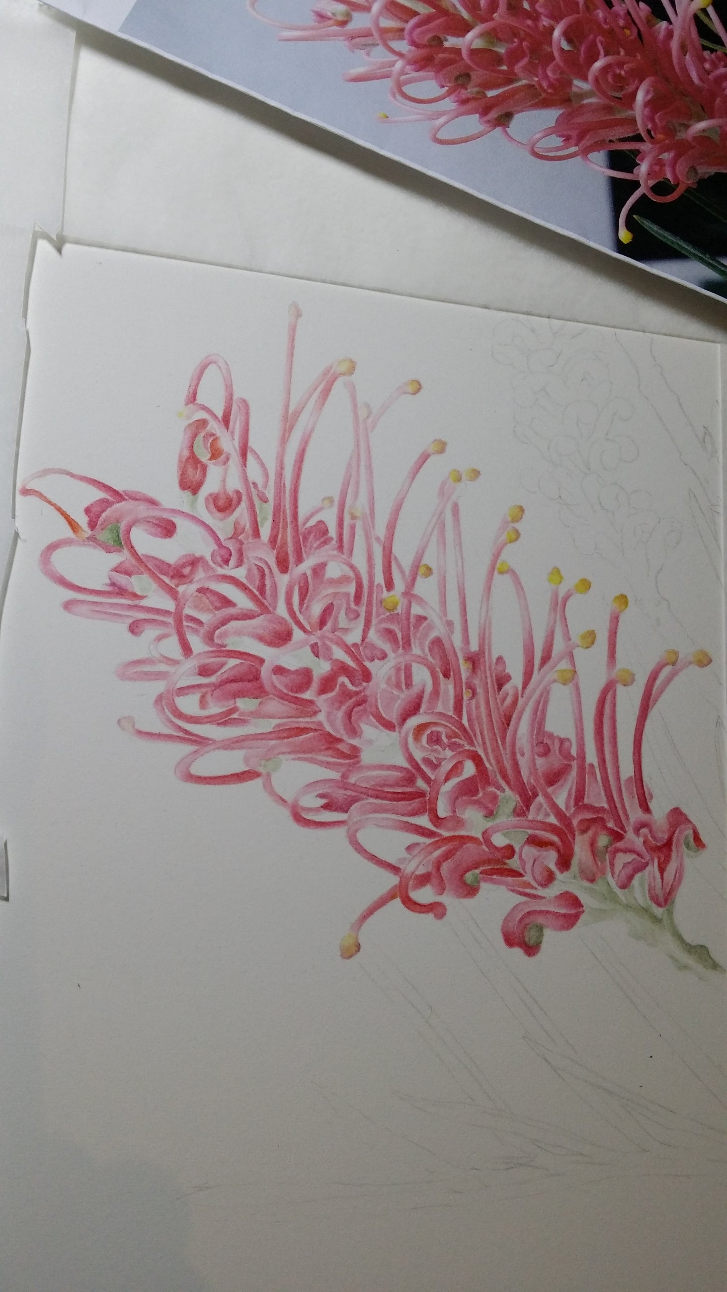 [Minjung Oh] " Grevillea Honeybird Pink" Original Painting and  Art Frame
