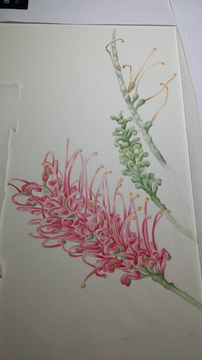 [Minjung Oh] Grevillea Honeybird Pink Poster A4 copy print