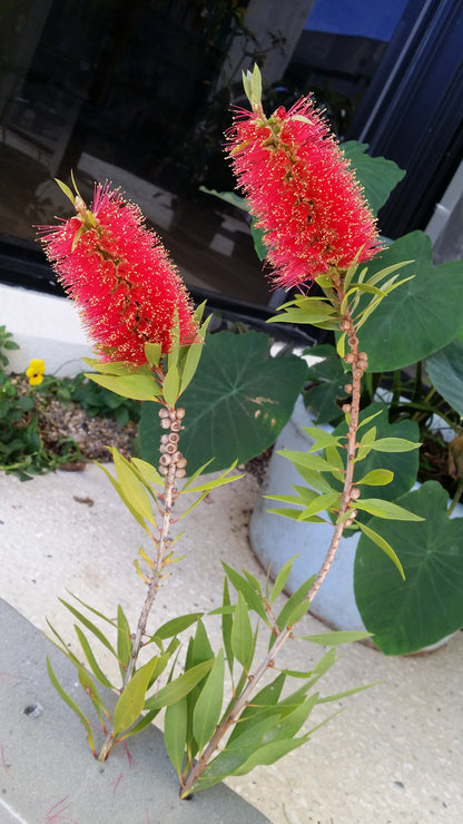 [Minjung Oh]  Bookmark – Callistermon