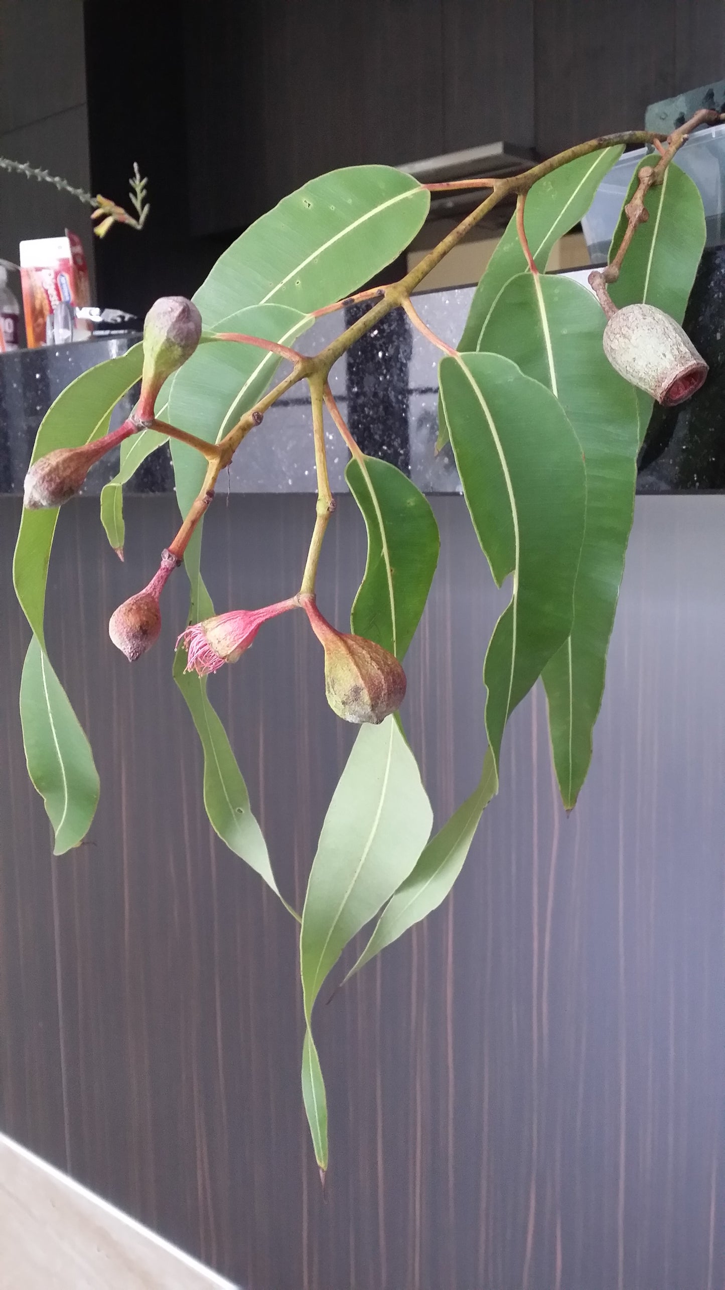 [Minjung Oh] "Eucalyptus Trees with a Crimson Rosella" Original Artworks and Frame