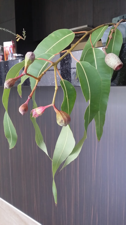 [Minjung Oh] "Eucalyptus Trees with a Crimson Rosella" Original Artworks and Frame