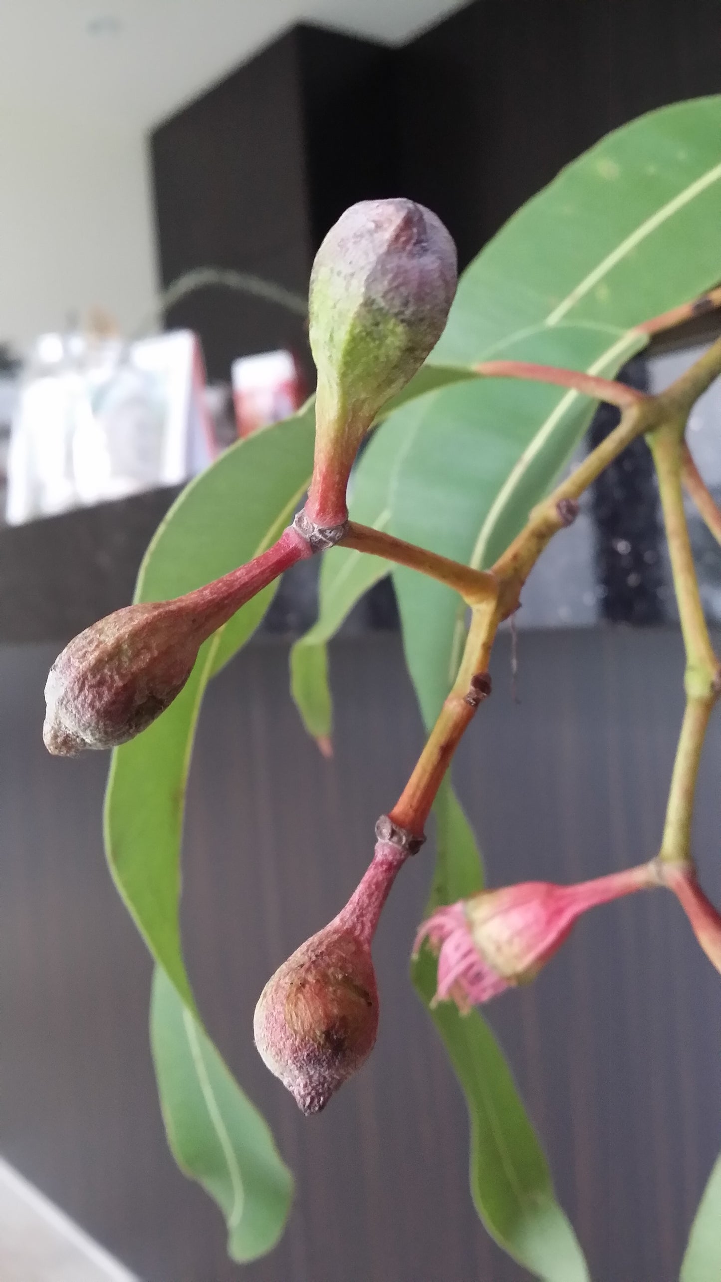 [Minjung Oh] Spring Bloodwood artworks  A3 copy print