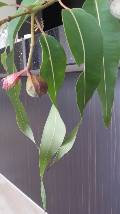 [Minjung Oh] Spring Bloodwood artworks  A3 copy print