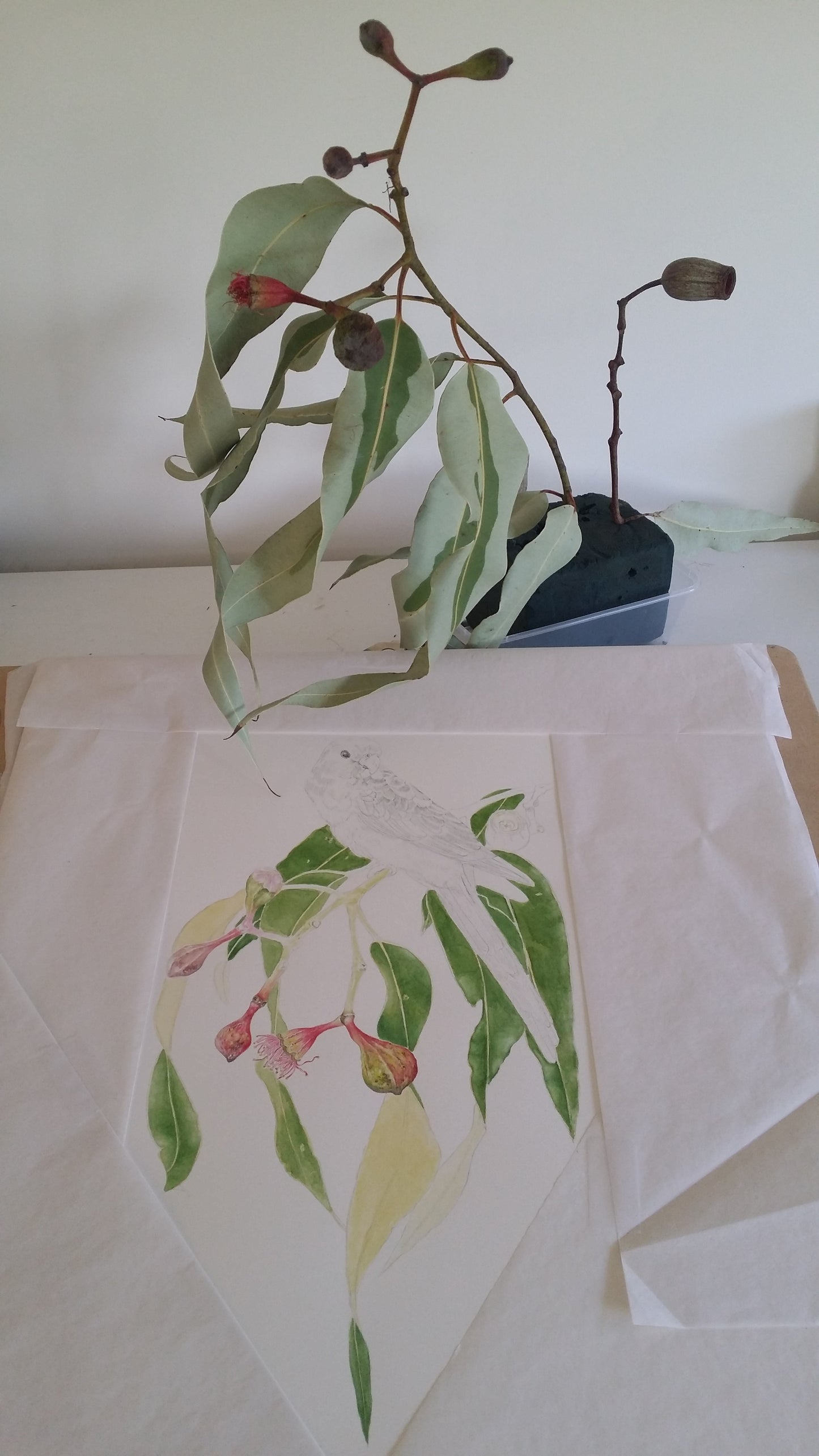 [Minjung Oh] "Eucalyptus Trees with a Crimson Rosella" Original Artworks and Frame