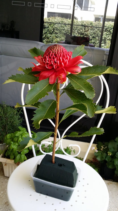 [Minjung Oh] "Waratah "  Original Artworks and Art Frame