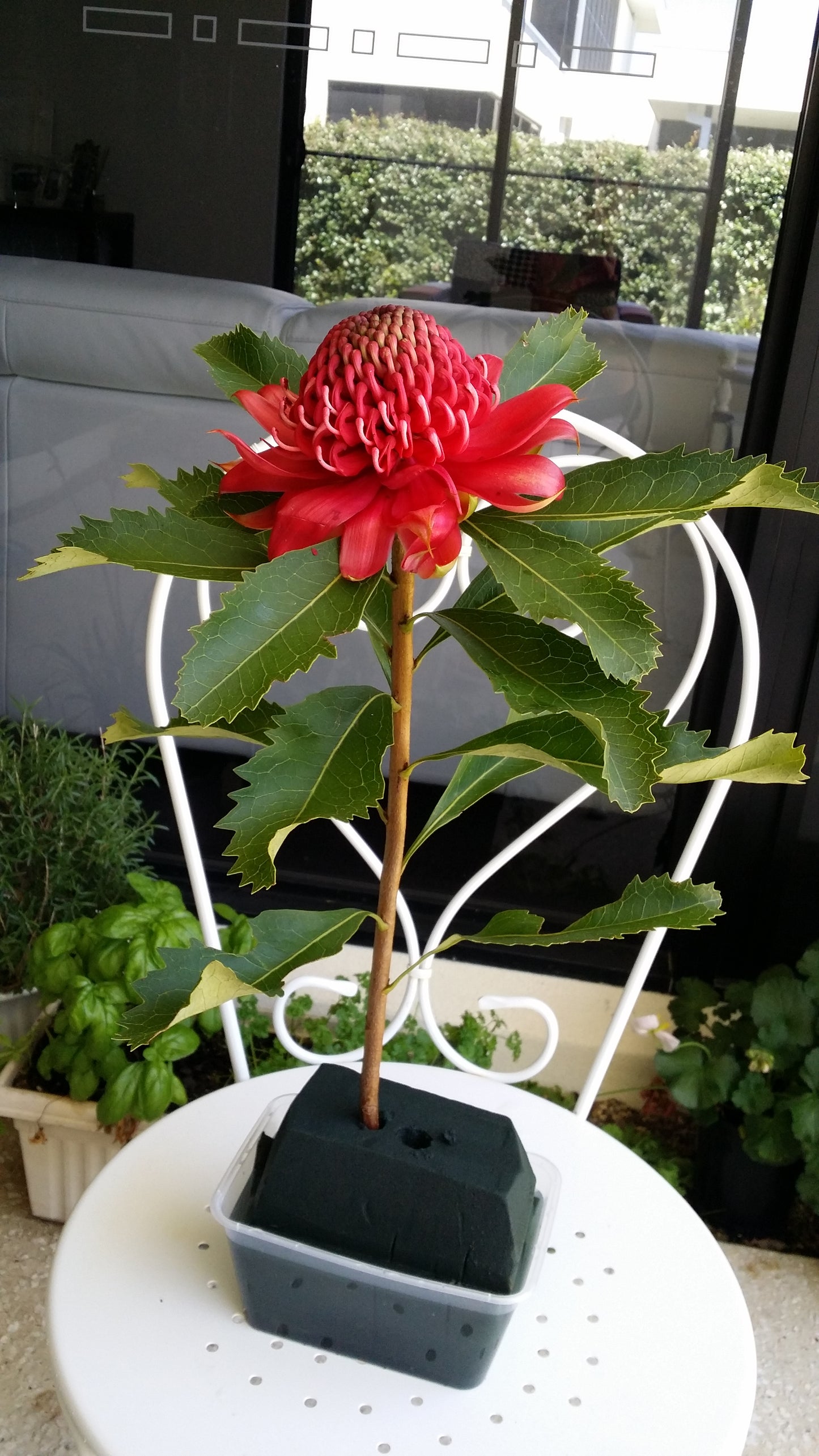 [Minjung Oh] Waratah Poster A4