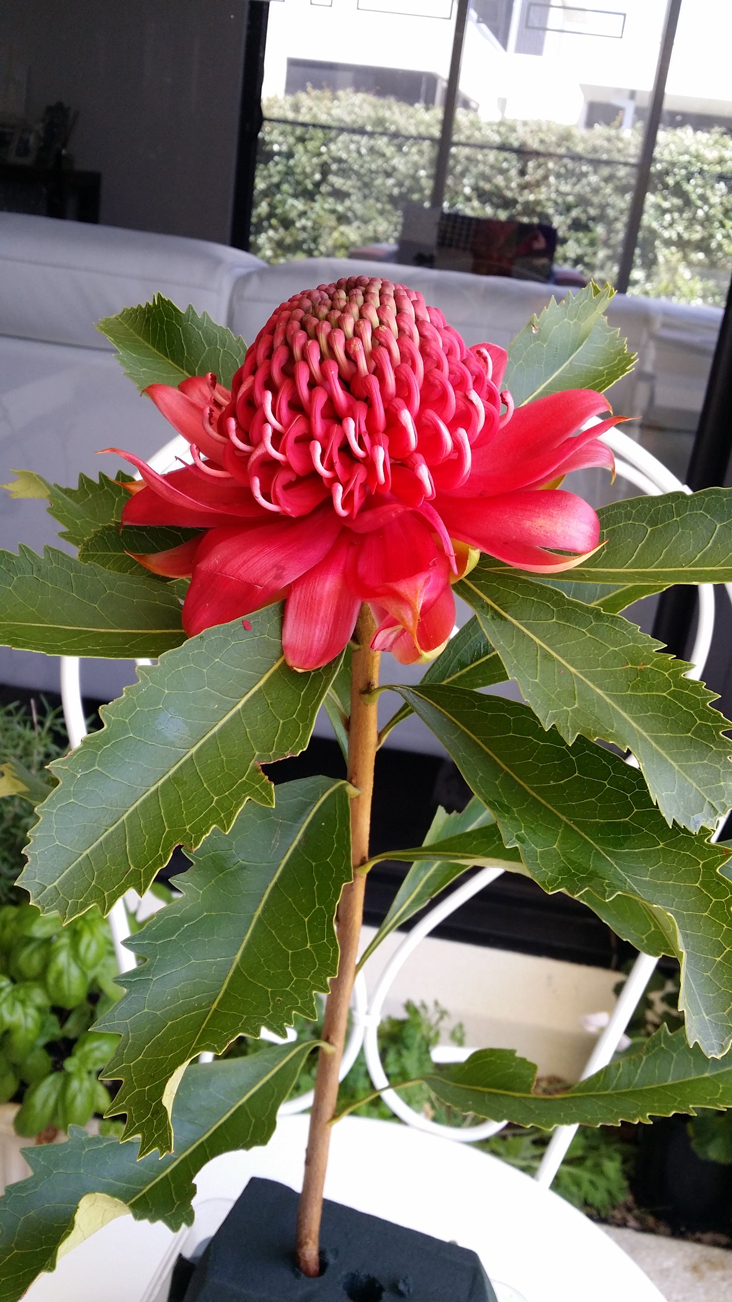 [Minjung Oh] "Waratah "  Original Artworks and Art Frame