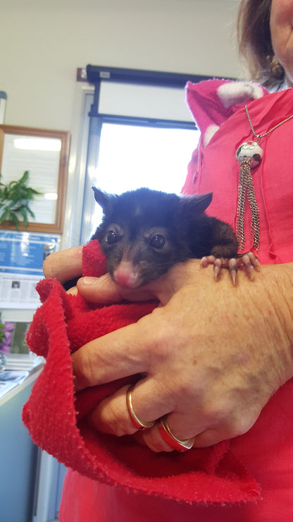 [Minjung Oh] "Banksia Robur (Swamp Banksia) and Mountain Bushtail Possum   Original Painting & Frame