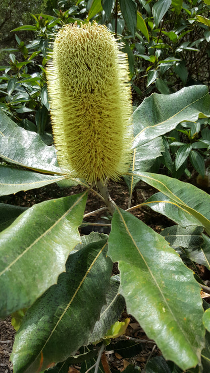 [Minjung Oh] "Banksia Robur (Swamp Banksia) and Mountain Bushtail Possum   Original Painting & Frame