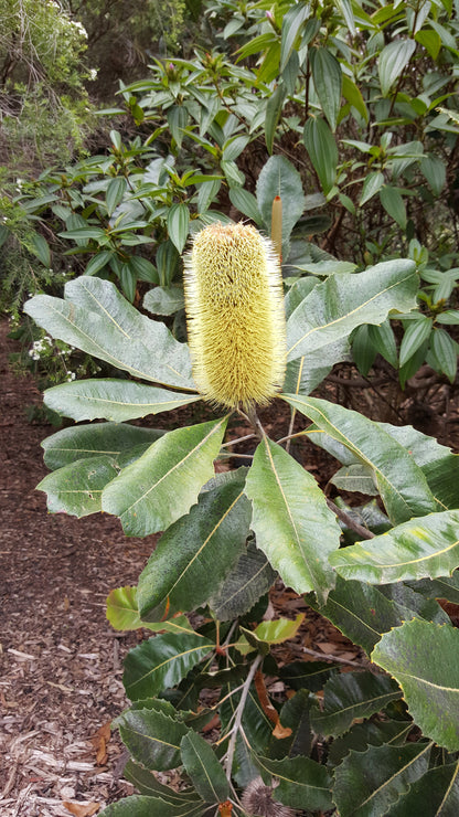 [Minjung Oh] Mug – Banksia Robur (Swamp Banksia) and Mountain Bushtail Possum