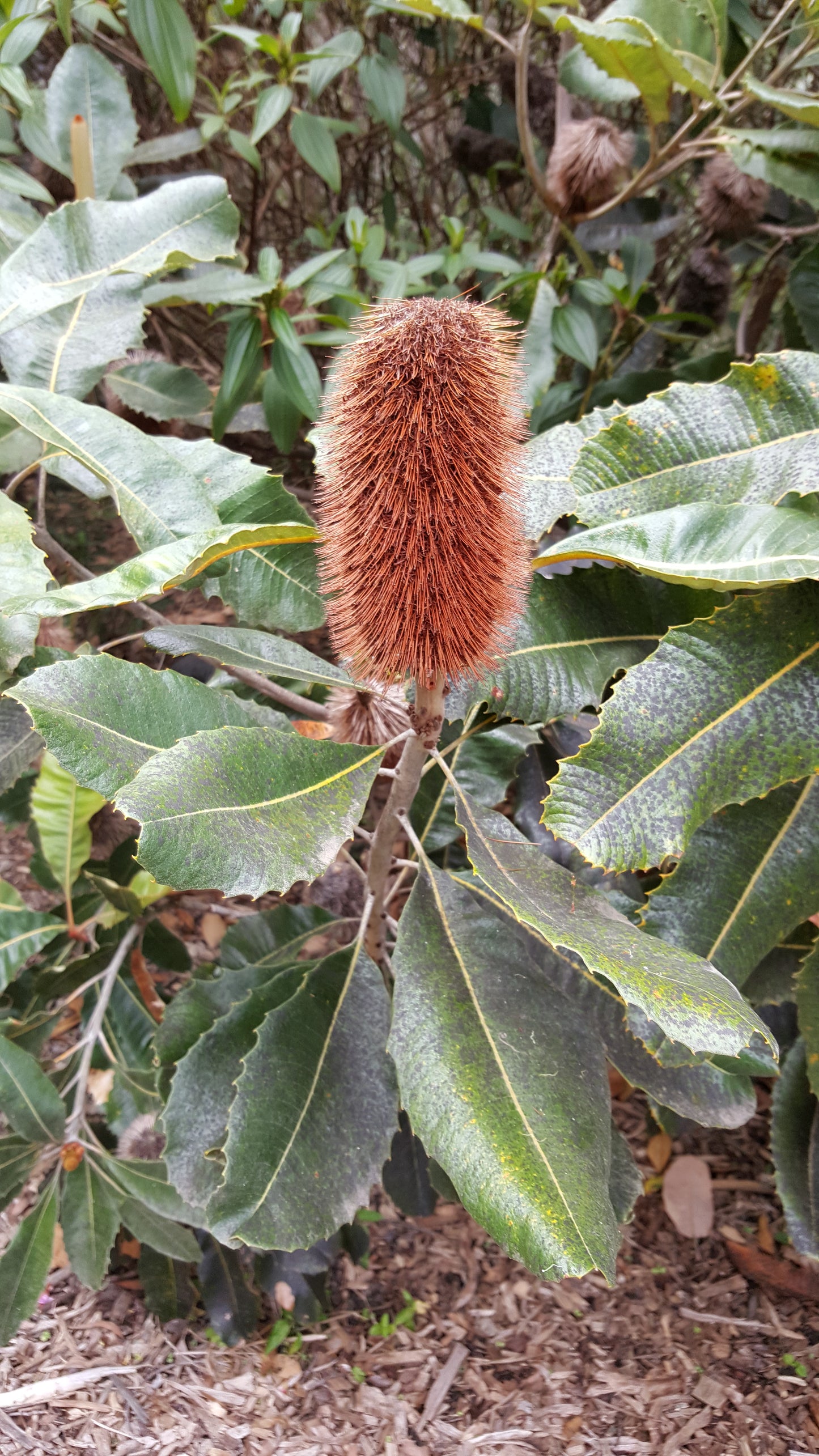 [Minjung Oh] Mug – Banksia Robur (Swamp Banksia) and Mountain Bushtail Possum