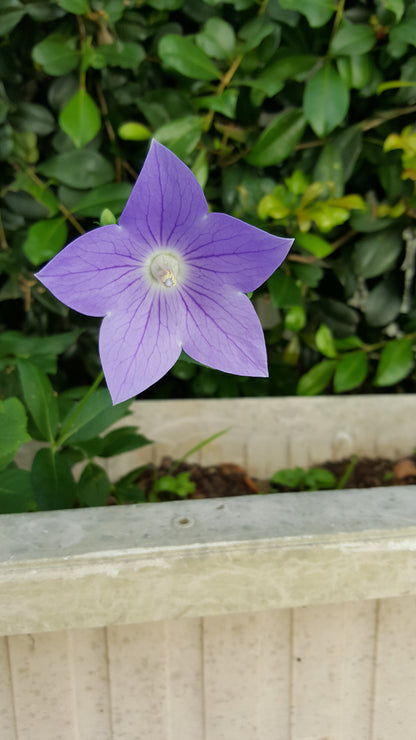 [Minjung Oh] Bellflower – Platycodon Grandiflorus (6 years) Poster A4