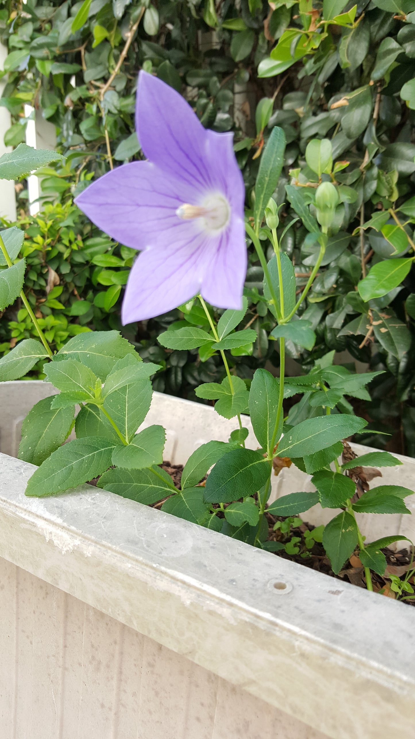 [Minjung Oh] Bellflower – Platycodon Grandiflorus (6 years) Poster A4