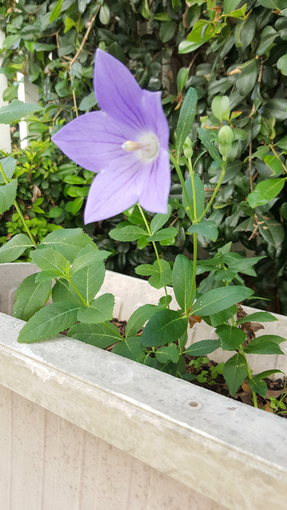 [Minjung Oh] Bellflower – Platycodon Grandiflorus (6 years) Poster A4