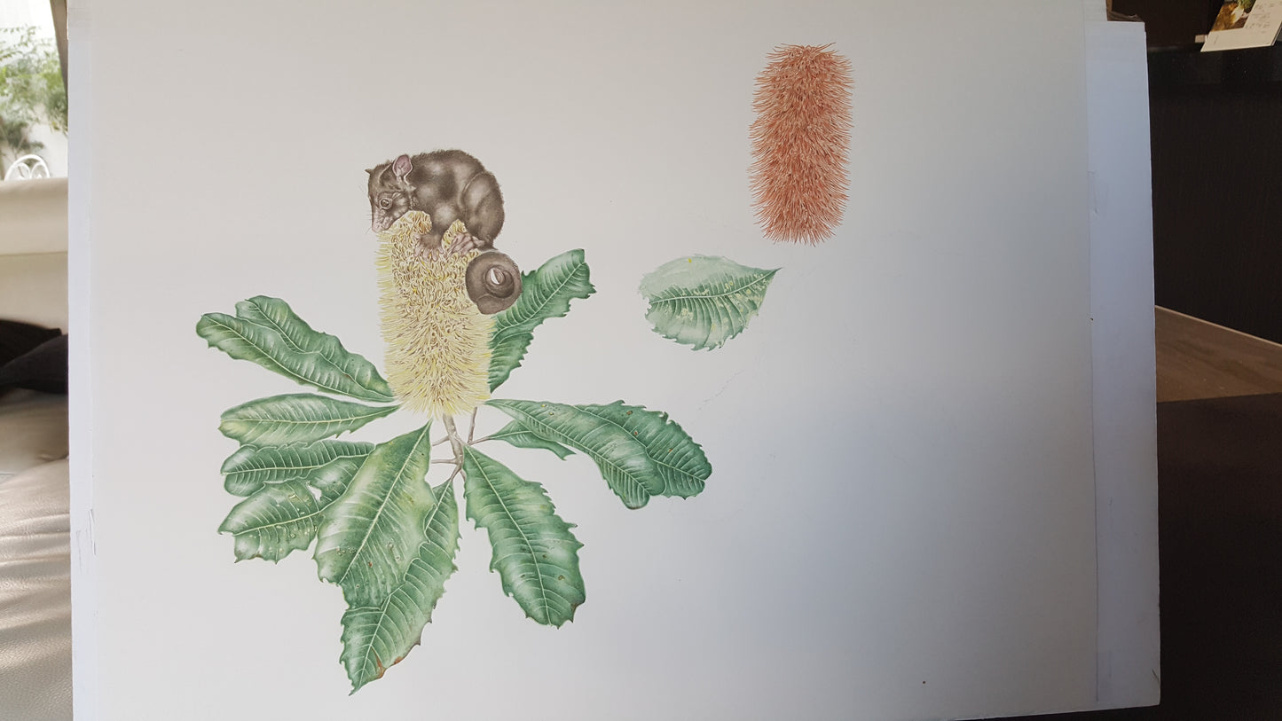 [Minjung Oh] Mug – Banksia Robur (Swamp Banksia) and Mountain Bushtail Possum