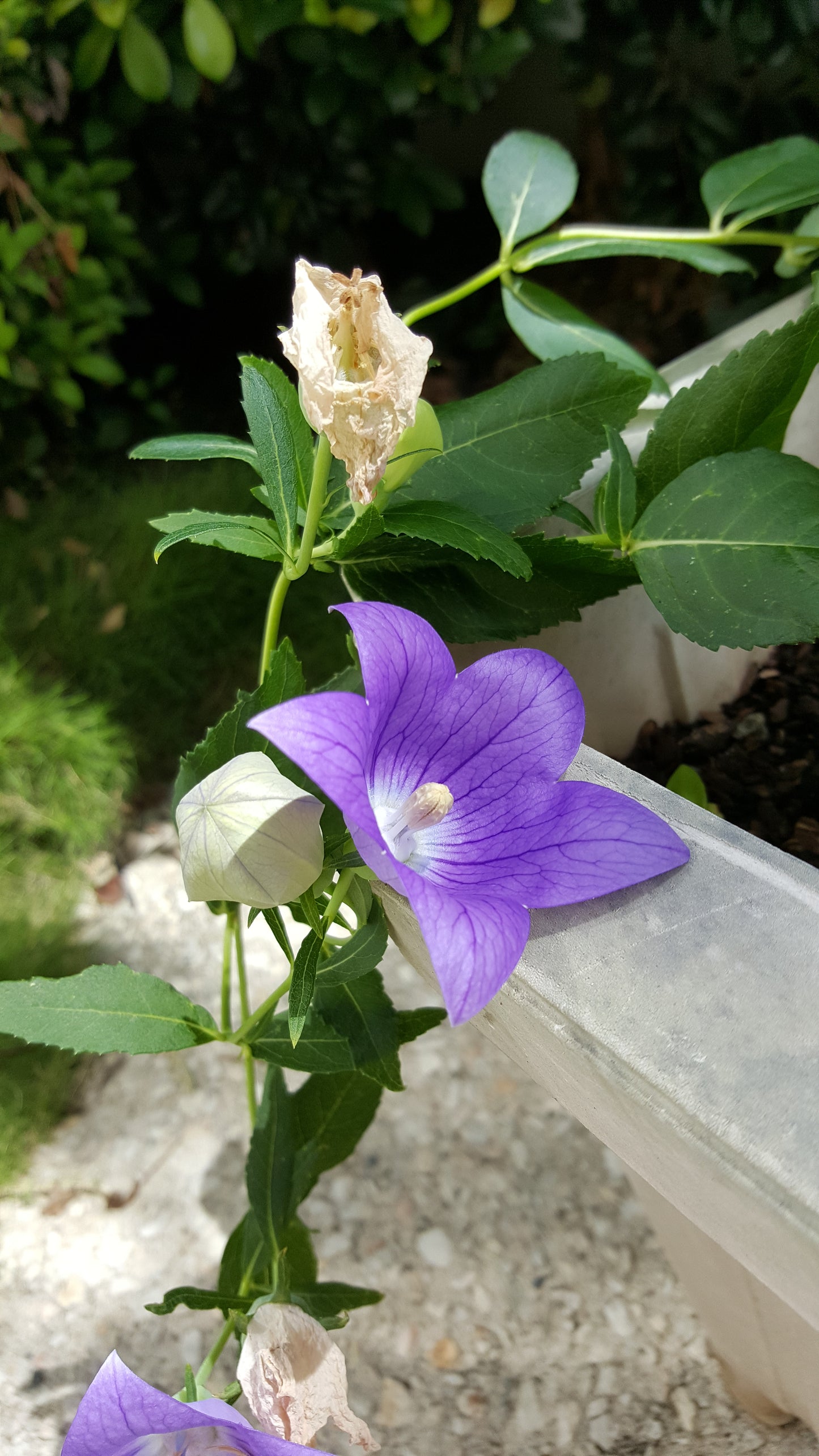 [Minjung Oh] Bellflower – Platycodon Grandiflorus (6 years) Poster A4