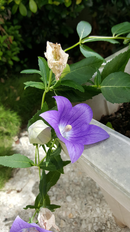 [Minjung Oh] Bellflower – Platycodon Grandiflorus (6 years) Poster A4