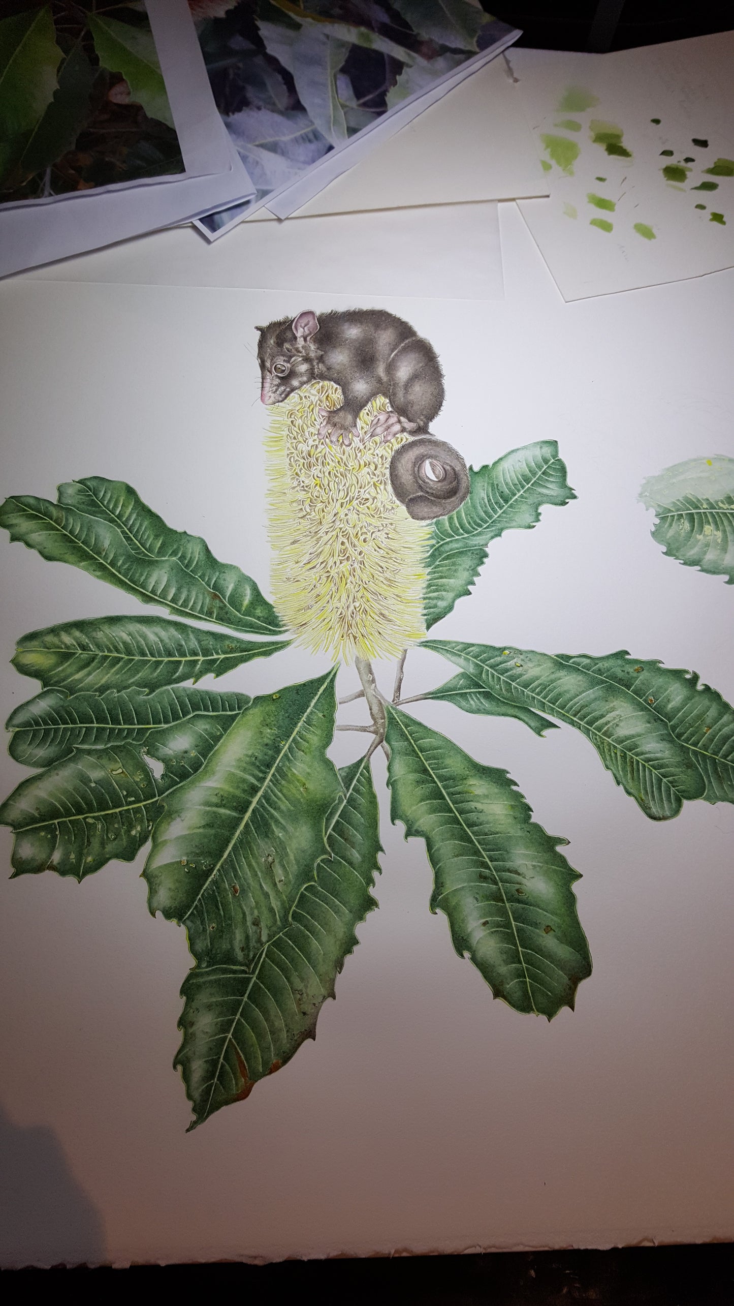[Minjung Oh] "Banksia Robur (Swamp Banksia) and Mountain Bushtail Possum   Original Painting & Frame