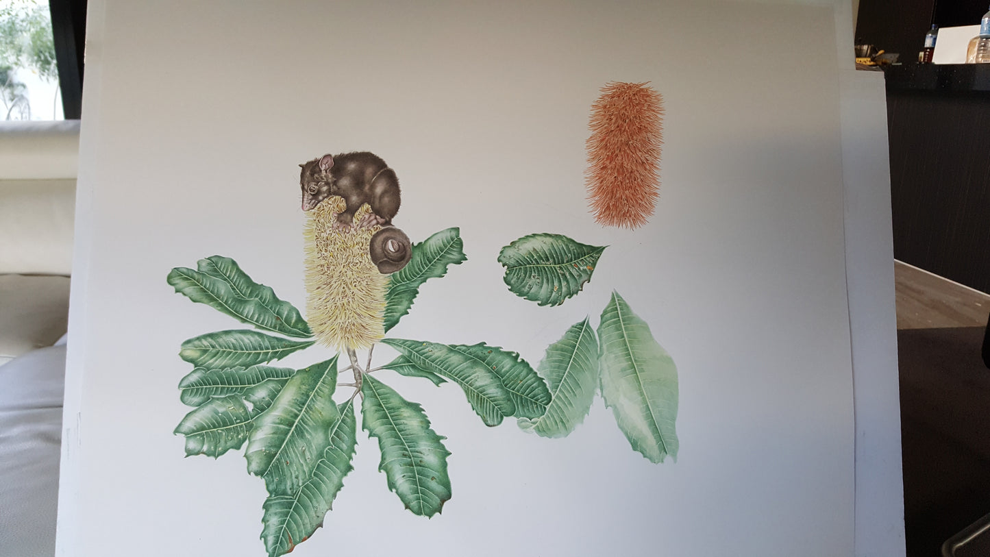[Minjung Oh] "Banksia Robur (Swamp Banksia) and Mountain Bushtail Possum   Original Painting & Frame