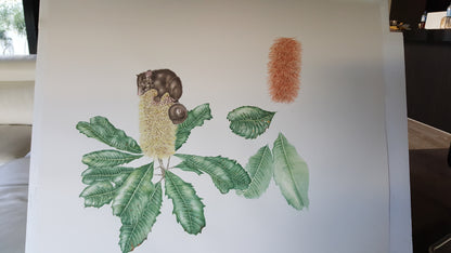 [Minjung Oh] "Banksia Robur (Swamp Banksia) and Mountain Bushtail Possum   Original Painting & Frame