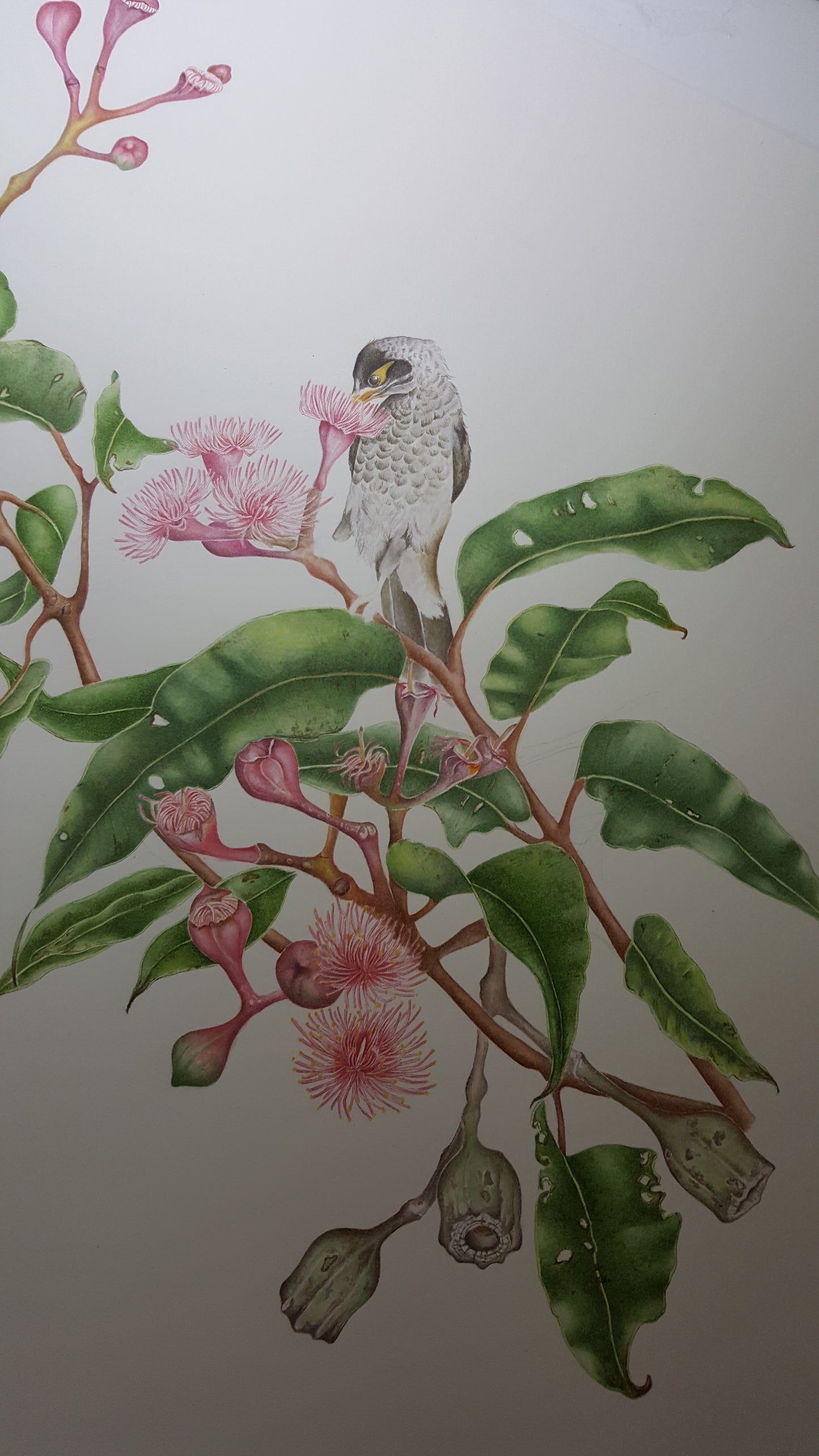[Minjung Oh] Bookmark "Pink Flowering Gum Tree(Corymbia Ptychocarpa) and Noisy Miner