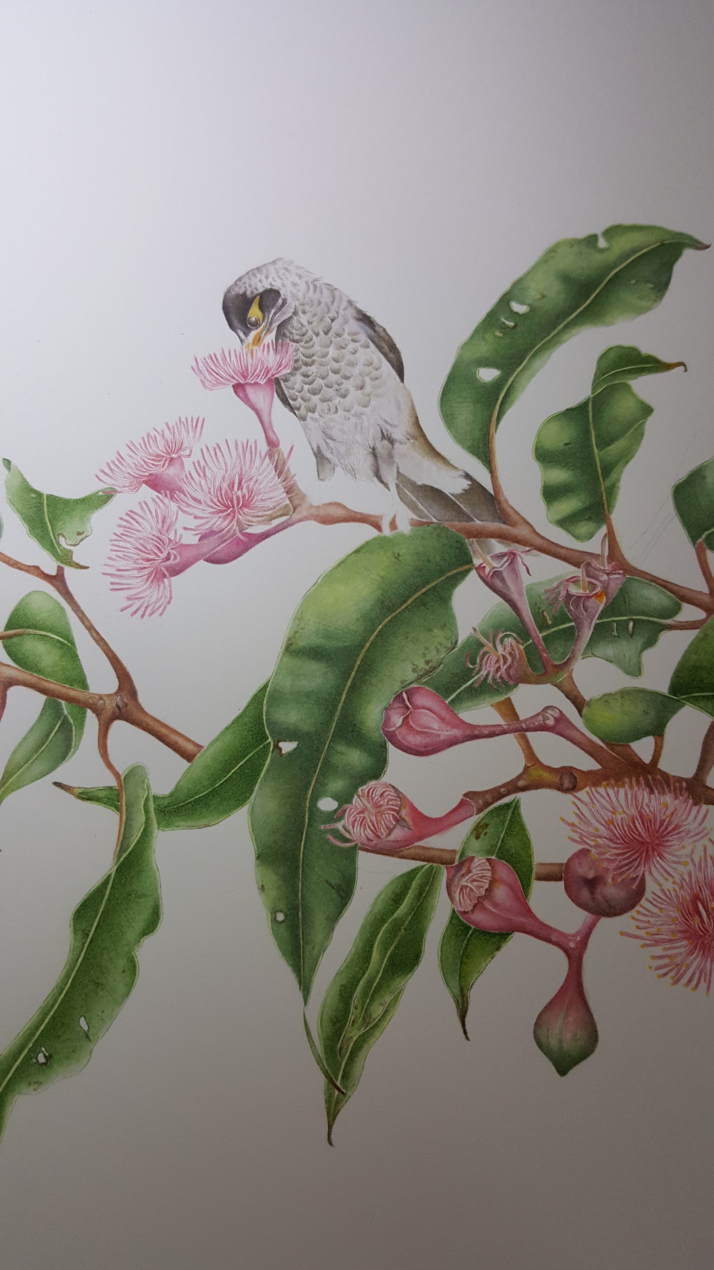[Minjung Oh] Bookmark "Pink Flowering Gum Tree(Corymbia Ptychocarpa) and Noisy Miner