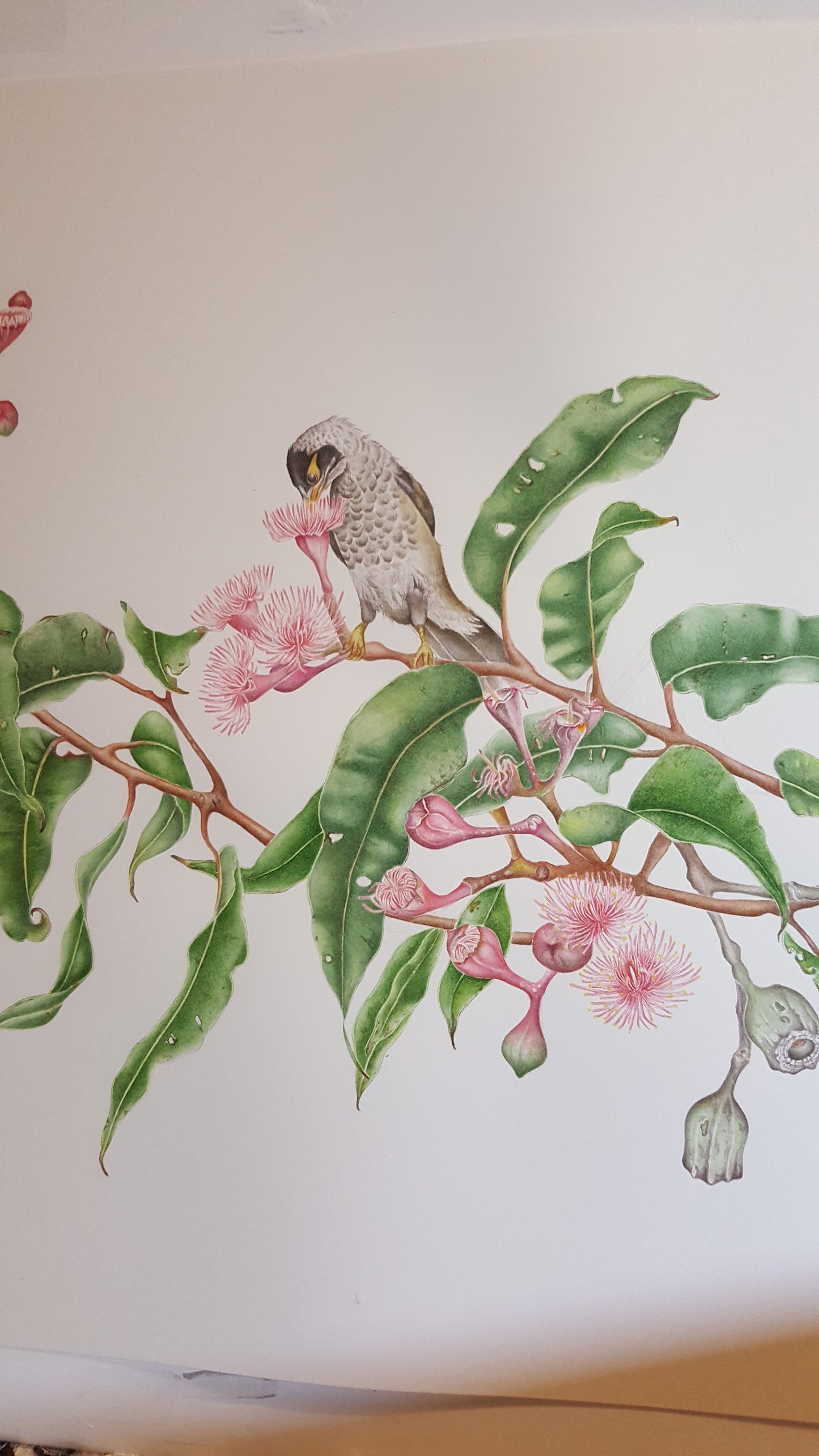 [Minjung Oh] Card – Goodenia Ovata