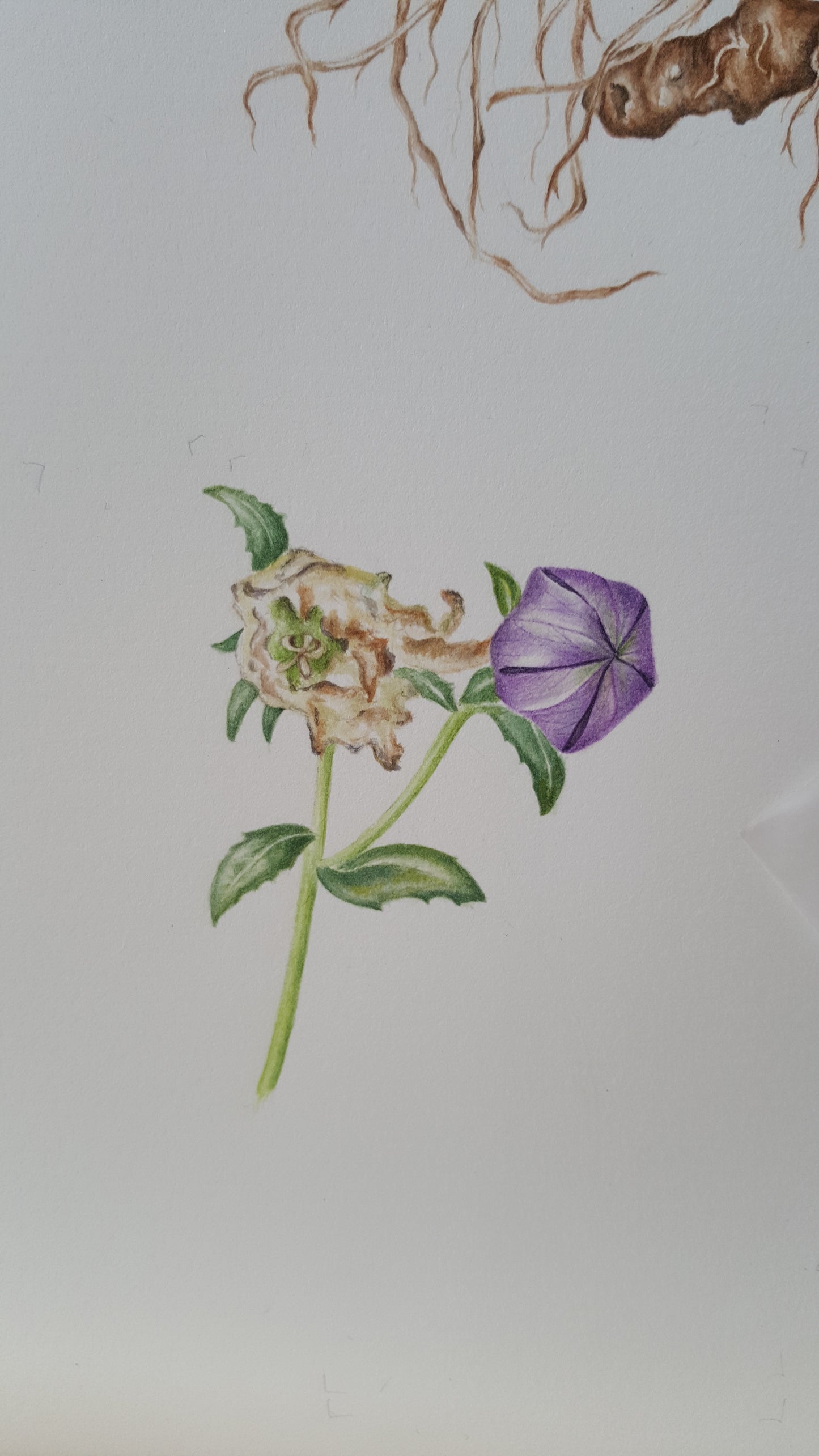 [Minjung Oh] Bellflower – Platycodon Grandiflorus (6 years) Poster A4