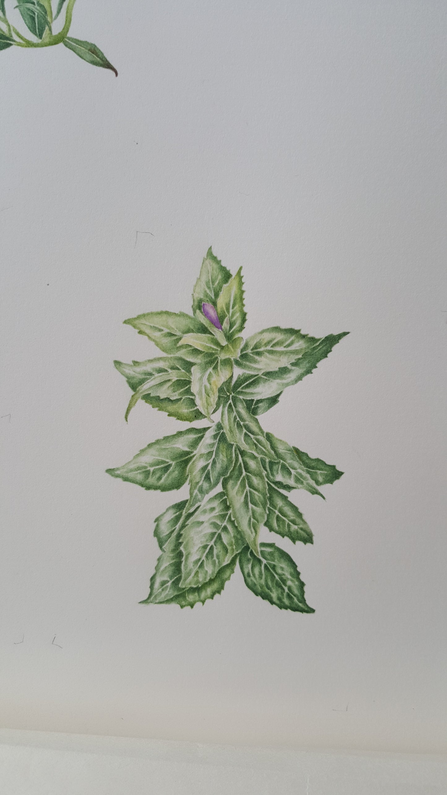 [Minjung Oh] Bellflower – Platycodon Grandiflorus (6 years) Poster A4