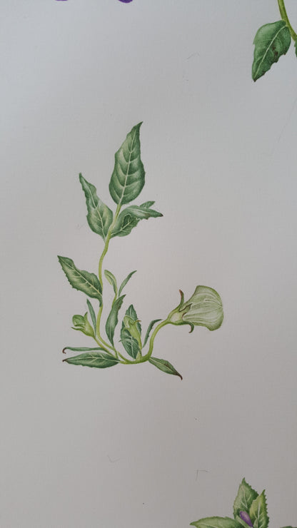 [Minjung Oh] Bellflower – Platycodon Grandiflorus (6 years) Poster A4